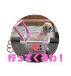 シーズーぶさぶさ親子スタンプ（個別スタンプ：24）