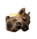 豆柴②（個別スタンプ：5）