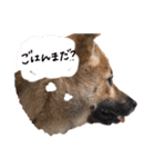 豆柴②（個別スタンプ：6）