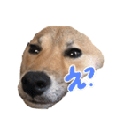 豆柴②（個別スタンプ：12）