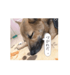 豆柴②（個別スタンプ：16）