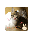 りんちゃんなう！（個別スタンプ：1）