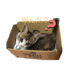 りんちゃんなう！（個別スタンプ：2）