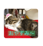 りんちゃんなう！（個別スタンプ：3）