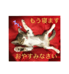 りんちゃんなう！（個別スタンプ：5）