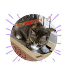 りんちゃんなう！（個別スタンプ：8）