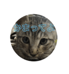 きぬとひかり（個別スタンプ：9）