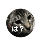 きぬとひかり（個別スタンプ：10）