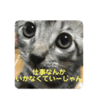 きぬとひかり（個別スタンプ：11）