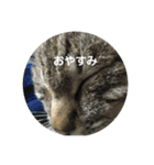 きぬとひかり（個別スタンプ：12）