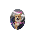 コーギー一家（個別スタンプ：1）