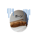 コーギー一家（個別スタンプ：2）