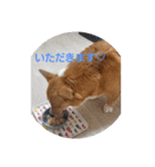 コーギー一家（個別スタンプ：3）