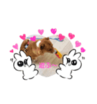 コーギー一家（個別スタンプ：4）