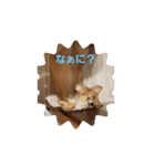コーギー一家（個別スタンプ：5）