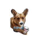 コーギー一家（個別スタンプ：10）