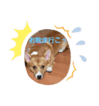 コーギー一家（個別スタンプ：14）