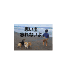 コーギー一家（個別スタンプ：16）