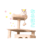 Ragdoll＊LUCAのスタンプ（個別スタンプ：1）