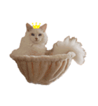 Ragdoll＊LUCAのスタンプ（個別スタンプ：2）