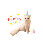 Ragdoll＊LUCAのスタンプ（個別スタンプ：3）