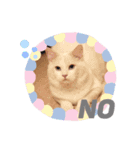 Ragdoll＊LUCAのスタンプ（個別スタンプ：6）