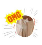 Ragdoll＊LUCAのスタンプ（個別スタンプ：8）