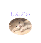 Ragdoll＊LUCAのスタンプ（個別スタンプ：9）