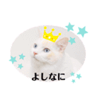Ragdoll＊LUCAのスタンプ（個別スタンプ：11）