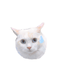 Ragdoll＊LUCAのスタンプ（個別スタンプ：13）