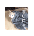 Ragdoll＊LUCAのスタンプ（個別スタンプ：15）