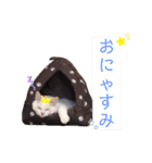 Ragdoll＊LUCAのスタンプ（個別スタンプ：16）