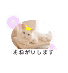 Ragdoll＊LUCAのスタンプ（個別スタンプ：17）
