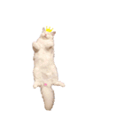 Ragdoll＊LUCAのスタンプ（個別スタンプ：18）