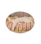 Ragdoll＊LUCAのスタンプ（個別スタンプ：19）