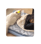 Ragdoll＊LUCAのスタンプ（個別スタンプ：20）