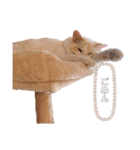 Ragdoll＊LUCAのスタンプ（個別スタンプ：21）