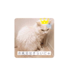 Ragdoll＊LUCAのスタンプ（個別スタンプ：23）