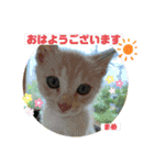 茶トラの大ちゃん4とまめ（個別スタンプ：1）