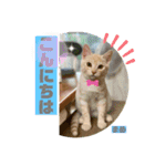 茶トラの大ちゃん4とまめ（個別スタンプ：2）