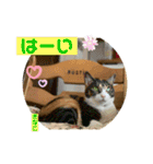 茶トラの大ちゃん4とまめ（個別スタンプ：8）