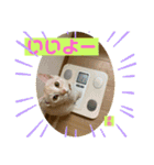 茶トラの大ちゃん4とまめ（個別スタンプ：9）