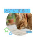 茶トラの大ちゃん4とまめ（個別スタンプ：10）