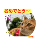 茶トラの大ちゃん4とまめ（個別スタンプ：11）