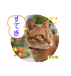 茶トラの大ちゃん4とまめ（個別スタンプ：13）