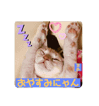 茶トラの大ちゃん4とまめ（個別スタンプ：16）