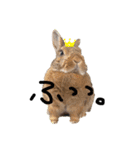 うさぎのひなちゃん。（個別スタンプ：3）