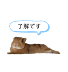 うさぎのひなちゃん。（個別スタンプ：14）