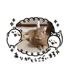 うさぎのひなちゃん。（個別スタンプ：15）