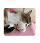 としまる2（個別スタンプ：12）